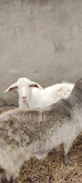 Продам племя коз