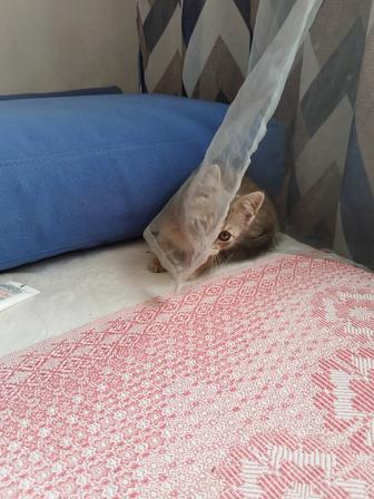 Котенок