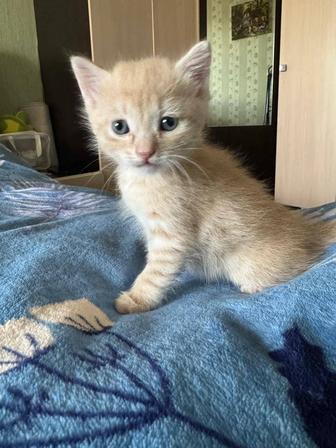 Отдам котят мальчиков