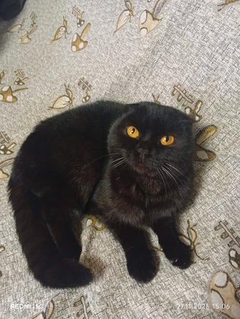 Ищем добрые руки для котика Шотландской породы.