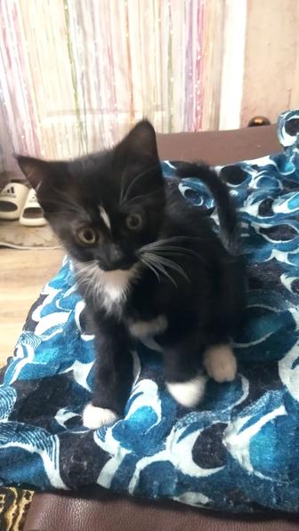 Отдам котят