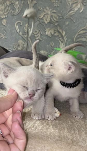 БУРМАНСКИЕ КОТЯТА