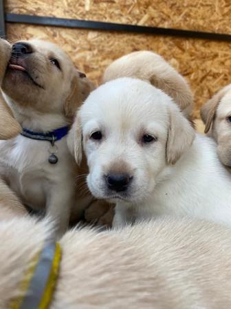 Лабрадоры собака няня щенки