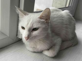 Кошка и котенок в хорошие руки