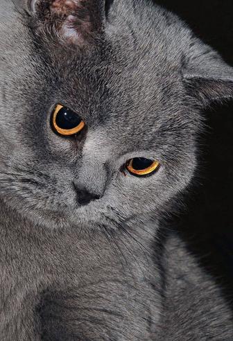 Отдам кота в хорошие руки, британский кот