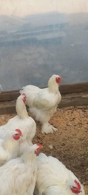 Петухи кохинхин белый и виандот золотой