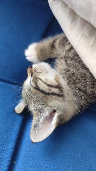 Котенок 1 месяц