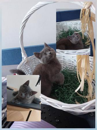 Котенок девочка шотландская