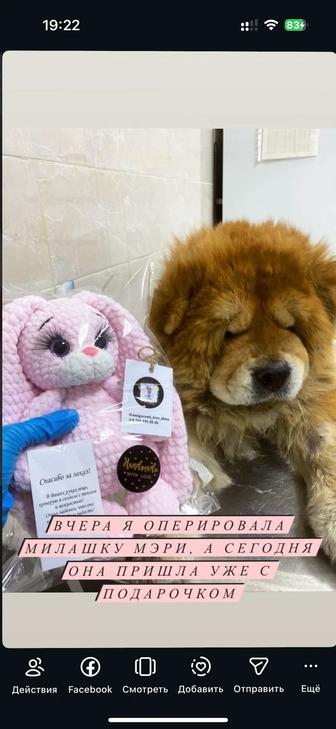 Ветеринарный врач на вызов в Актау