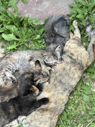 Отдам котят в хорошие руки