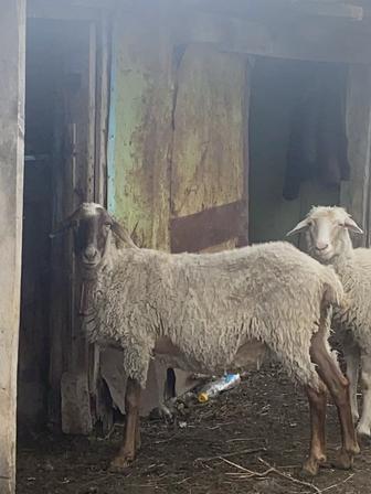 Продам барана сарыкольский район костанай