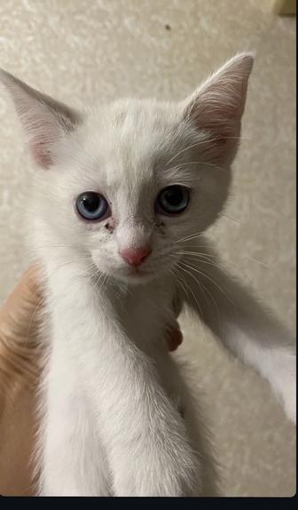 Отдам котенка в хорошие руки