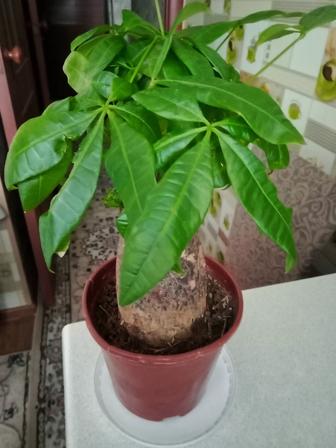 Пахира продам