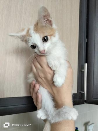 Котенок -мальчик ищет дом