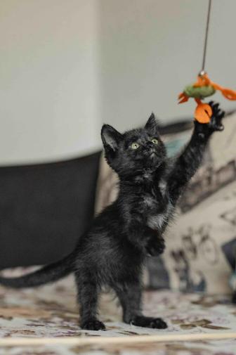 Котенок в добрые руки