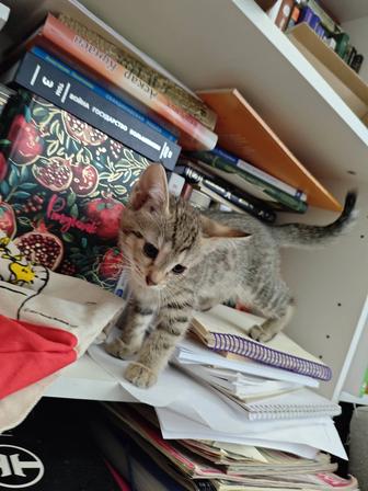 Котята 1,5 месяца. Мальчики и девочки. В хорошие заботливые руки