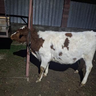 Продам телочку чистокровная сименталка