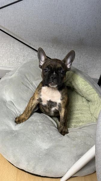 Французский бульдог