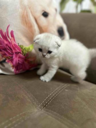 Элитные котята