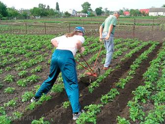 Уборка территории огорода,дачи,продолжается,копка ям