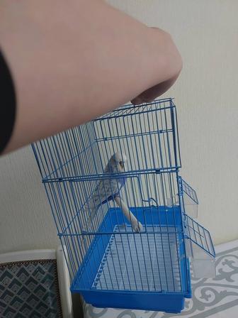 Чех самец спенгл крупный