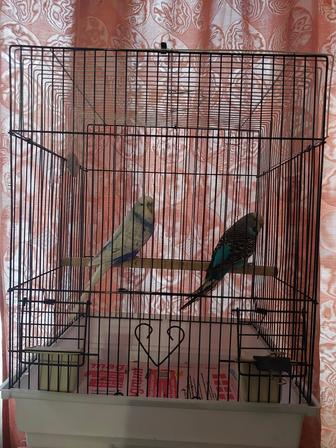 Чех пара крупные