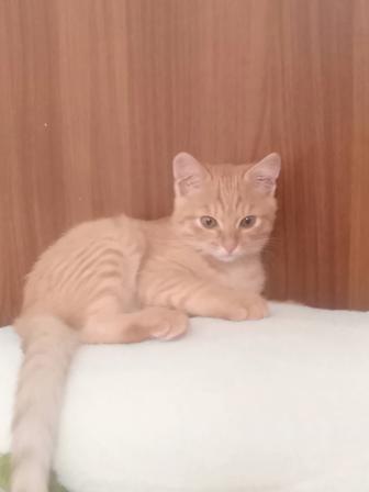 Котенок мальчик ищет дом
