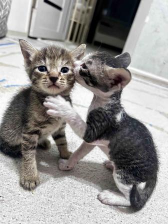 Отдам котят в добрые руки