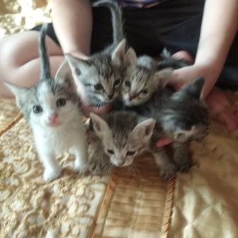 Отдам котят в добрые руки