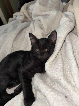 Котенок ищет дом