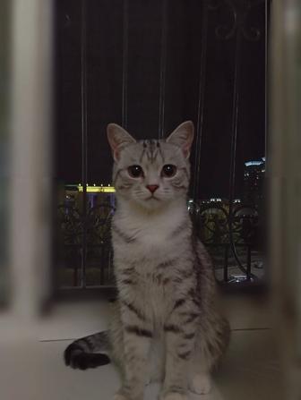 Отдам кошка в хорошие руки
