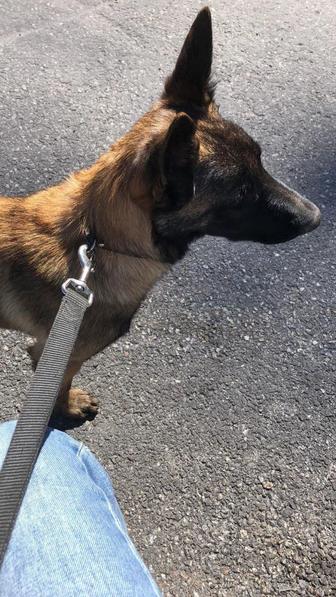 выгул собак