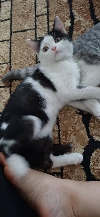Отдам котят