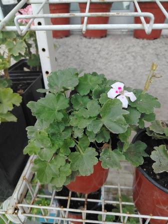 Герани продаю разные расцветки маленькие горшки. Есть в подвесных