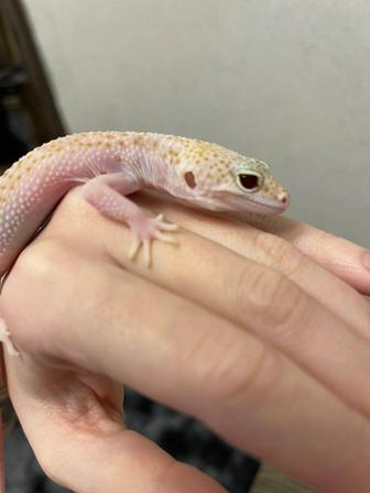 В продаже новогодние эублефары