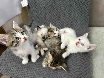 Отдам котят