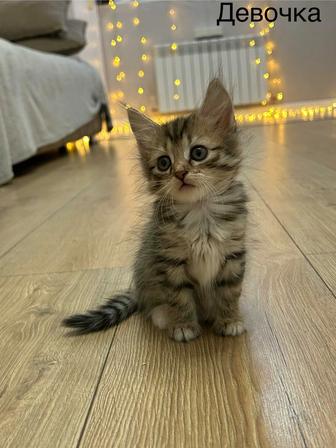 Отдам котят