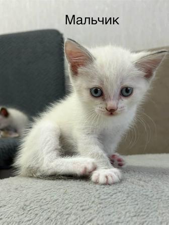 Отдам котят