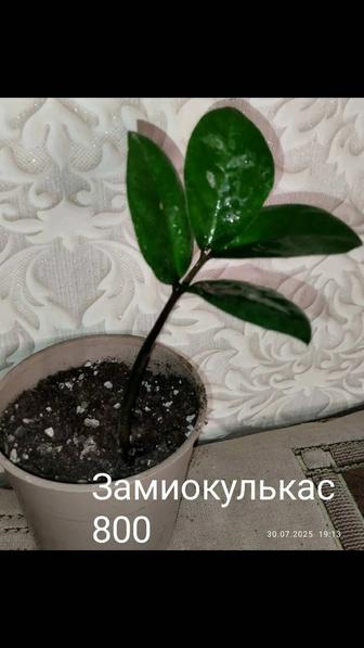 Домашние растения