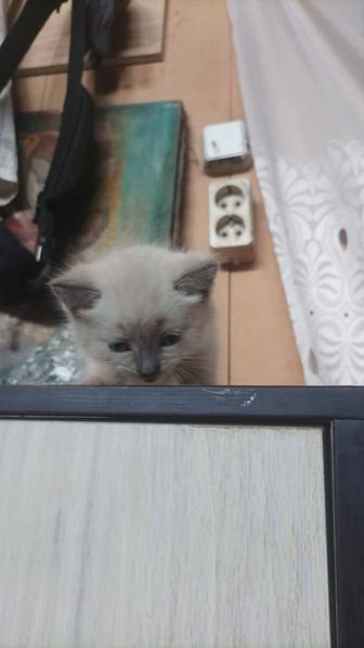 Отдам котят