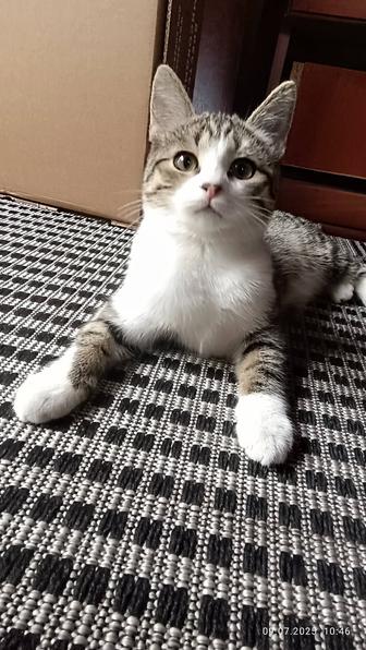 Отдам котят в хорошие руки