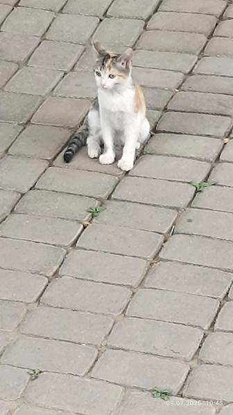 Отдам котят в хорошие руки