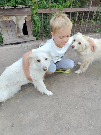 Отдам в хорошие руки в частный дом собачек