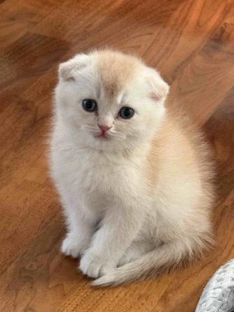 Котенок Шотландский Вислоухий
