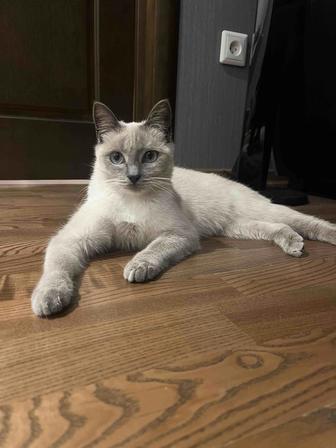 Сиамская кошка. Отдам чудесную котейку