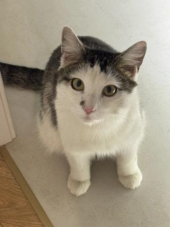 Кот мальчик бесплатно