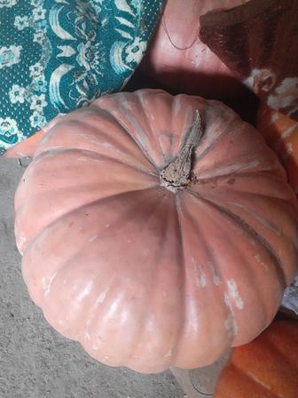 Продам тыкву.