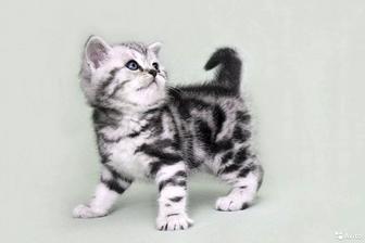 породистые котята вислоушки