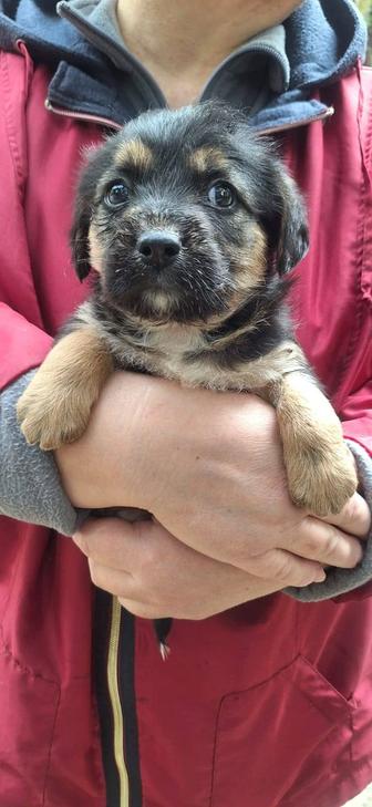 Отдам щенков