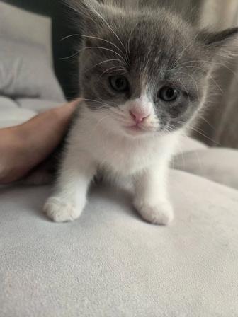 Отдам котенка в хорошие руки